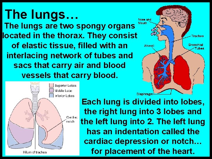 The lungs… The lungs are two spongy organs located in the thorax. They consist
