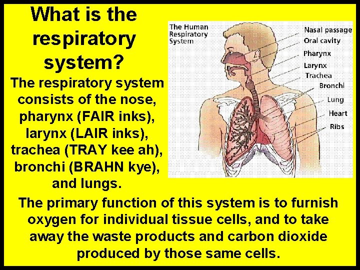 What is the respiratory system? The respiratory system consists of the nose, pharynx (FAIR