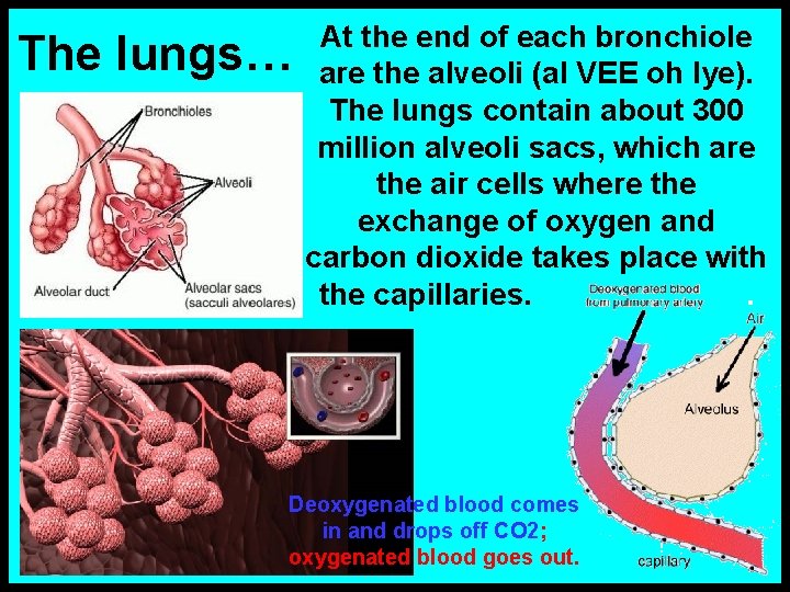 The lungs… At the end of each bronchiole are the alveoli (al VEE oh