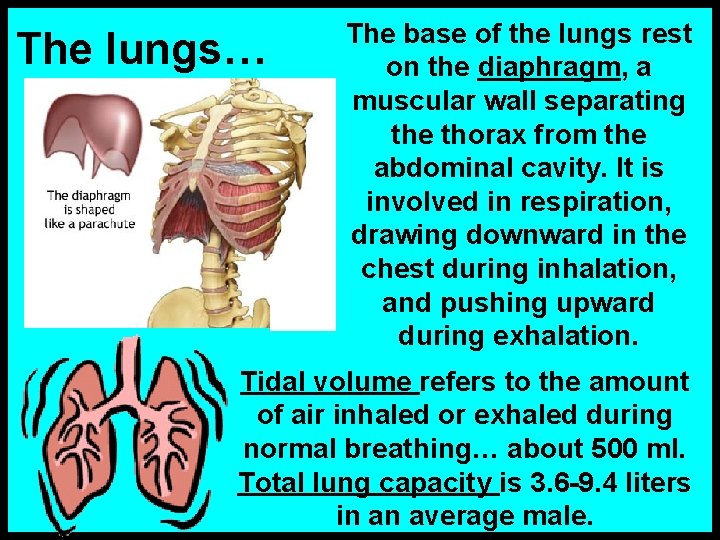 The lungs… The base of the lungs rest on the diaphragm, a muscular wall
