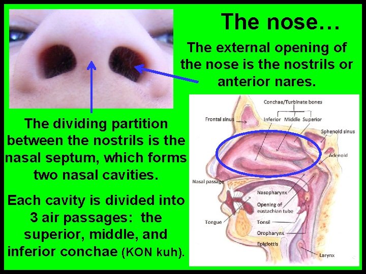The nose… The external opening of the nose is the nostrils or anterior nares.