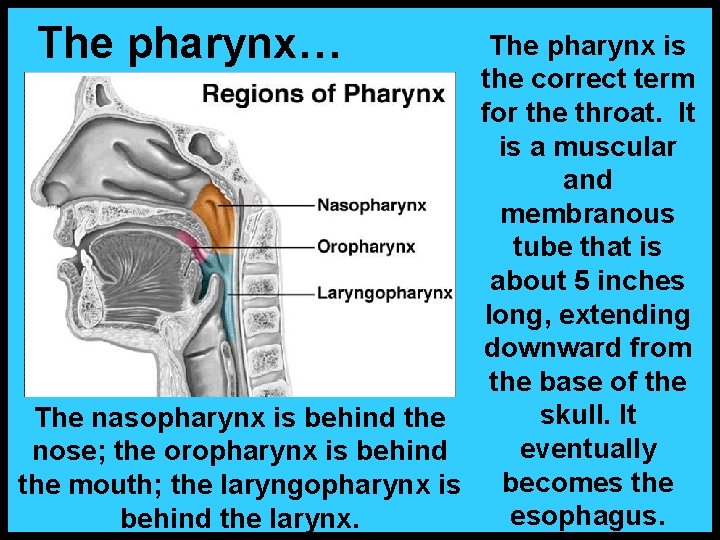 The pharynx… The pharynx is the correct term for the throat. It is a