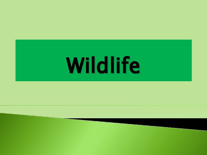 Wildlife 