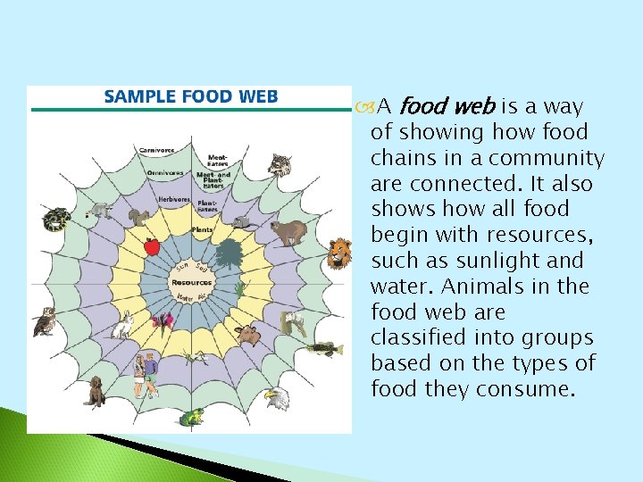  A food web is a way of showing how food chains in a