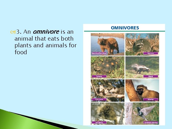  3. An omnivore is an animal that eats both plants and animals for