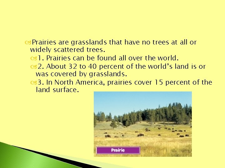  Prairies are grasslands that have no trees at all or widely scattered trees.