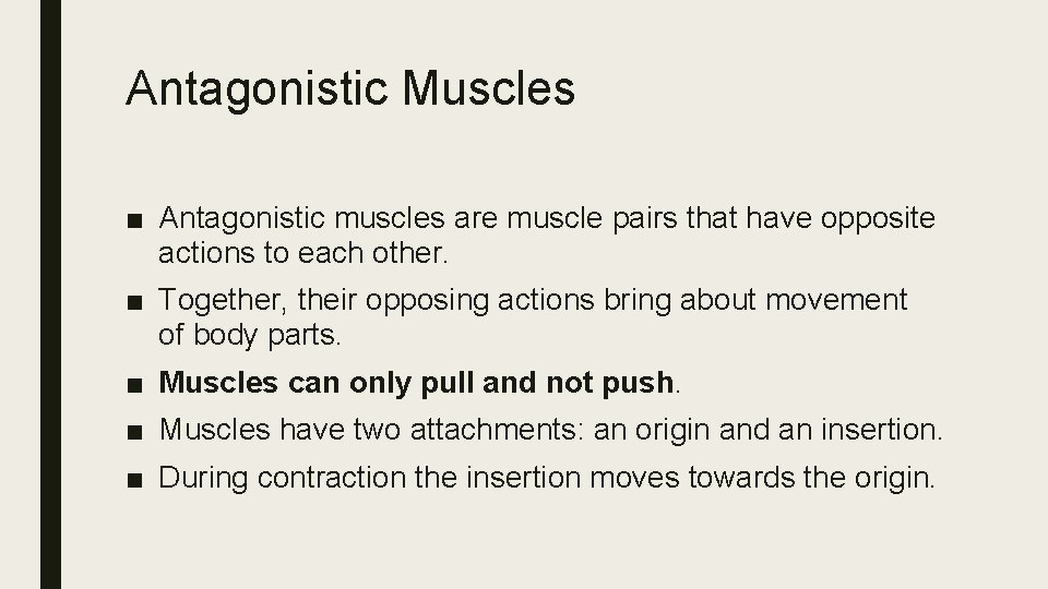 Antagonistic Muscles ■ Antagonistic muscles are muscle pairs that have opposite actions to each