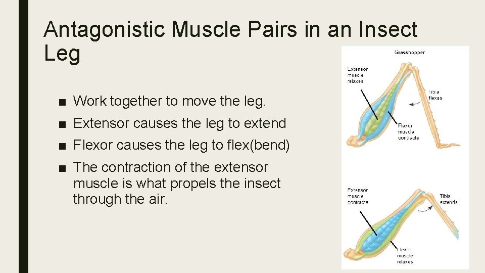 Antagonistic Muscle Pairs in an Insect Leg ■ Work together to move the leg.