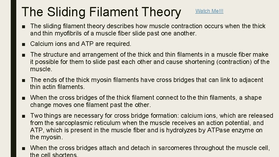 The Sliding Filament Theory Watch Me!!! ■ The sliding filament theory describes how muscle