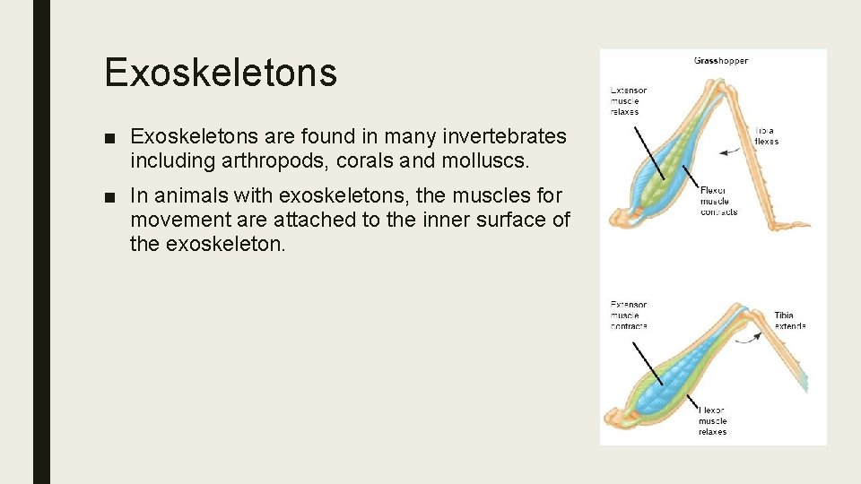 Exoskeletons ■ Exoskeletons are found in many invertebrates including arthropods, corals and molluscs. ■