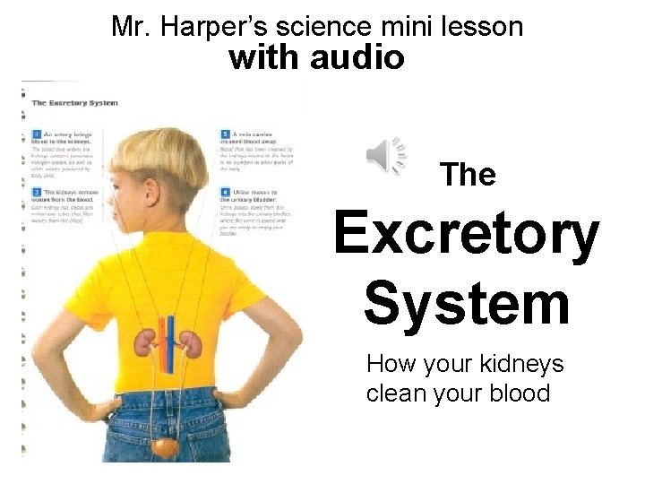 Mr. Harper’s science mini lesson with audio The Excretory System How your kidneys clean