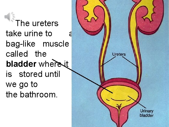 The ureters take urine to a bag-like muscle called the bladder where it is