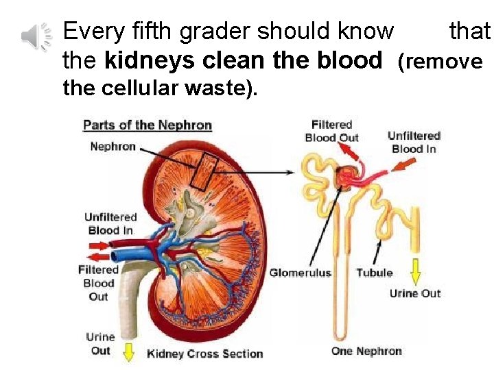 Every fifth grader should know that the kidneys clean the blood (remove the cellular