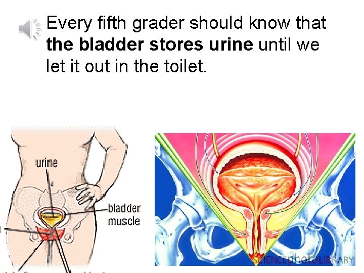 Every fifth grader should know that the bladder stores urine until we let it