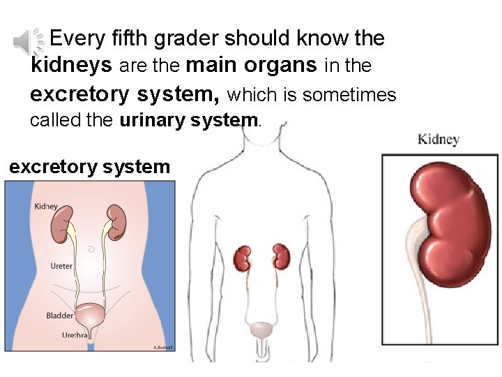Every fifth grader should know the kidneys are the main organs in the excretory