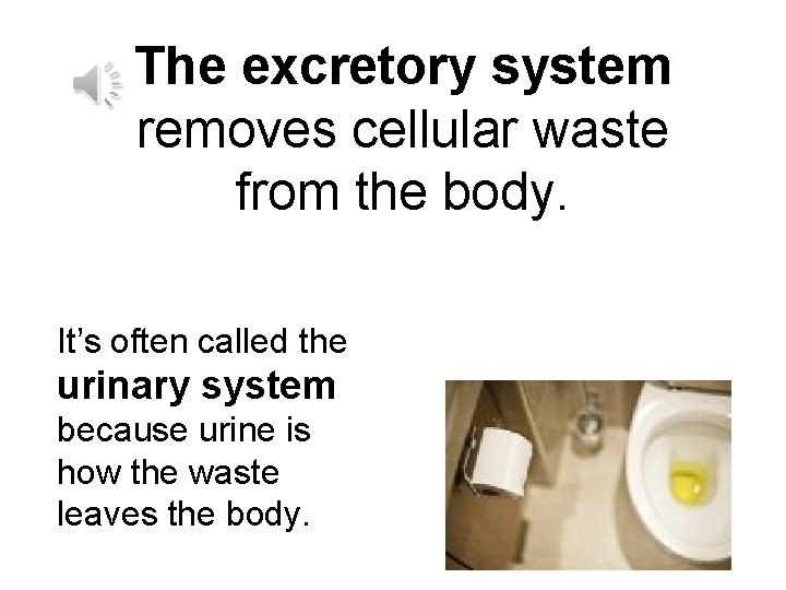 The excretory system removes cellular waste from the body. It’s often called the urinary