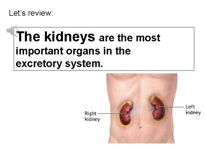 Let’s review: The kidneys are the most important organs in the excretory system. 