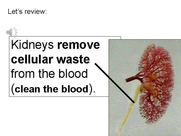 Let’s review: Kidneys remove cellular waste from the blood (clean the blood). 