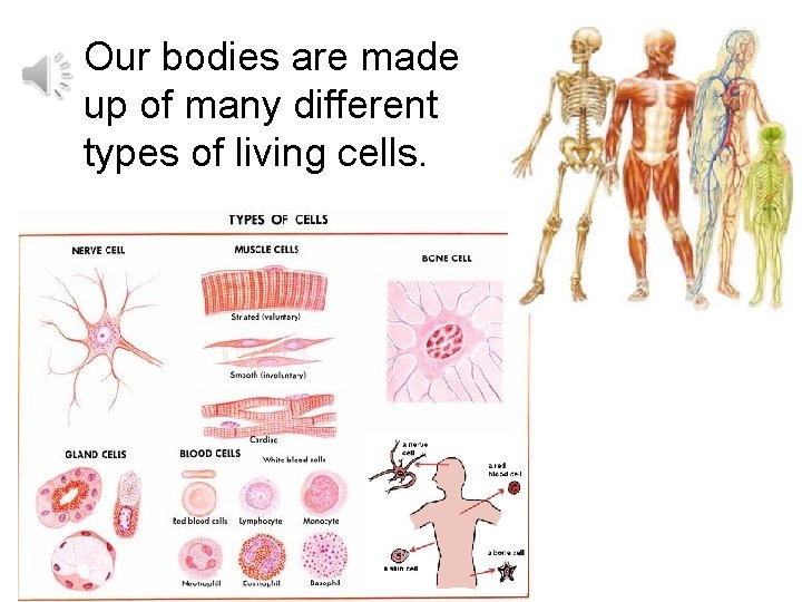 Our bodies are made up of many different types of living cells. cellular waste