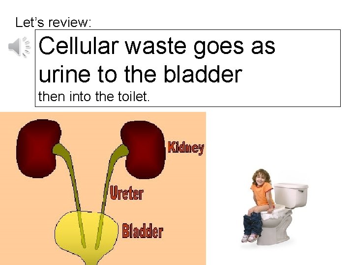 Let’s review: Cellular waste goes as urine to the bladder then into the toilet.