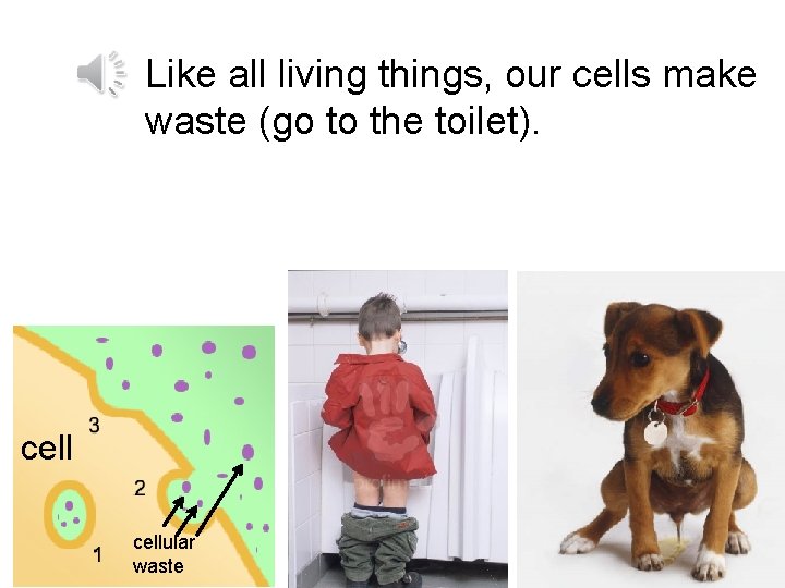 Like all living things, our cells make waste (go to the toilet). cellular waste