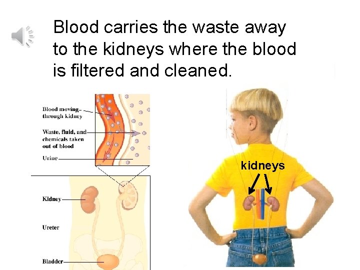 Blood carries the waste away to the kidneys where the blood is filtered and