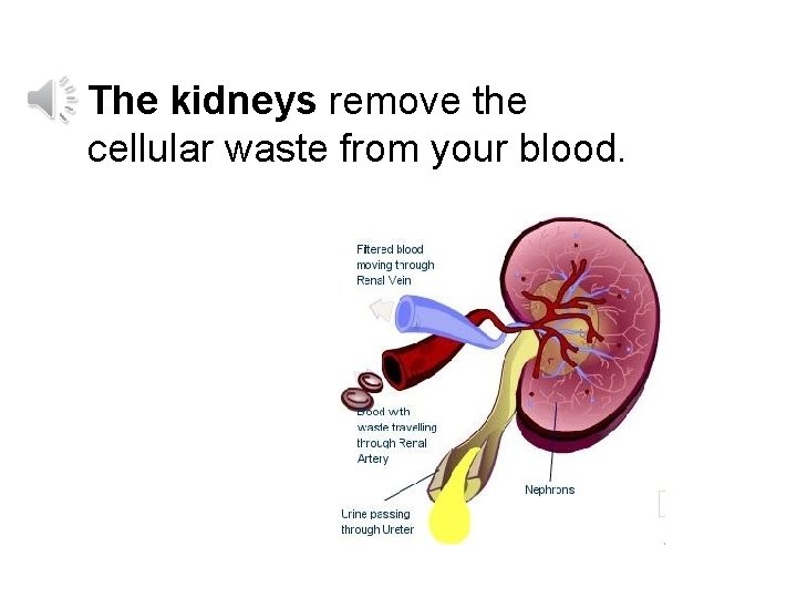 The kidneys remove the cellular waste from your blood. 