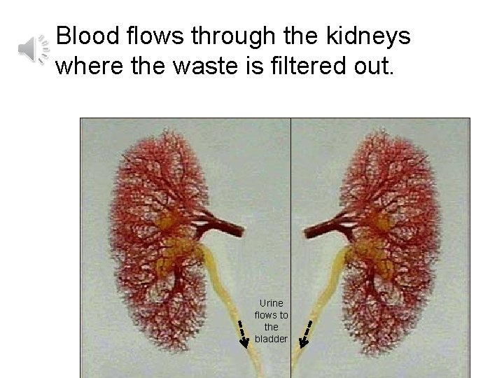 Blood flows through the kidneys where the waste is filtered out. Urine flows to