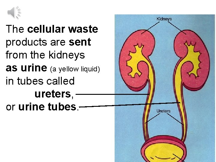 The cellular waste products are sent from the kidneys as urine (a yellow liquid)