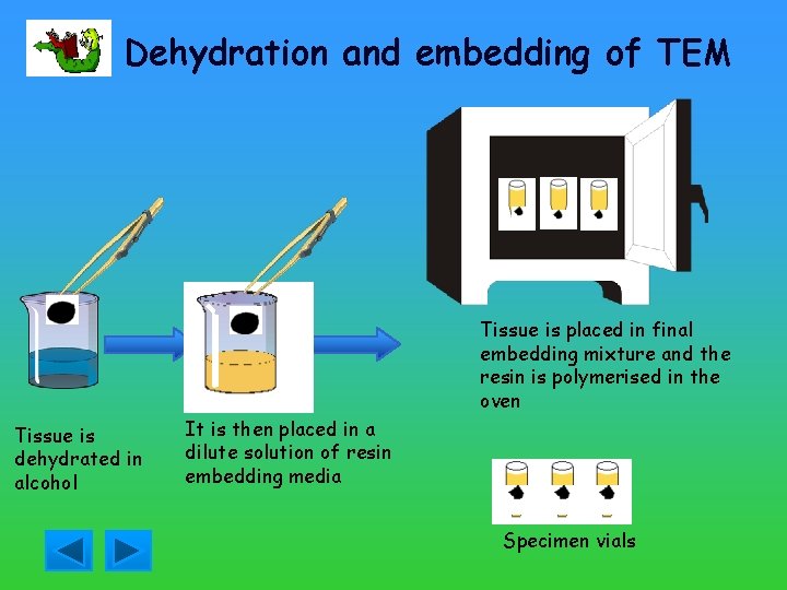 Dehydration and embedding of TEM Tissue is placed in final embedding mixture and the