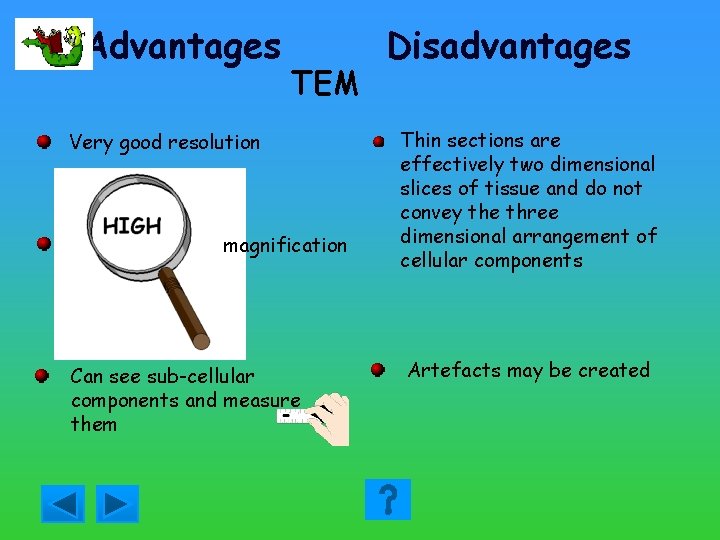 Advantages TEM Very good resolution magnification Can see sub-cellular components and measure them Disadvantages