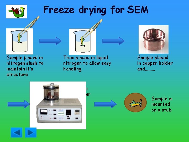 Freeze drying for SEM Sample placed in nitrogen slush to maintain it’s structure Then