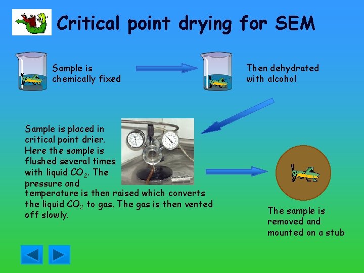 Critical point drying for SEM Sample is chemically fixed Sample is placed in critical