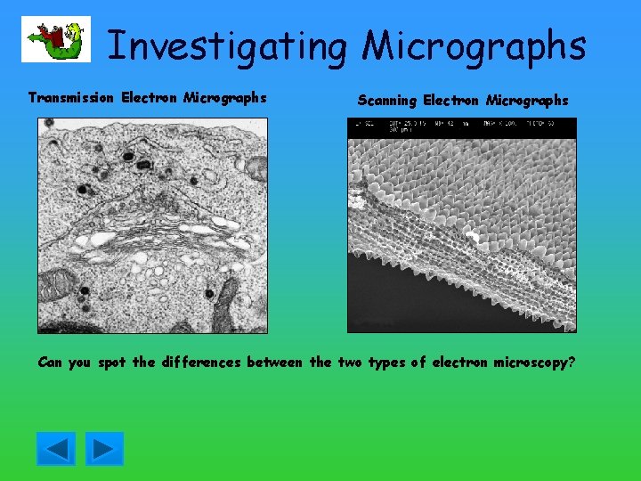 Investigating Micrographs Transmission Electron Micrographs Scanning Electron Micrographs Can you spot the differences between
