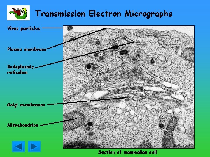 Transmission Electron Micrographs Virus particles Plasma membrane Endoplasmic reticulum Golgi membranes Mitochondrion Section of