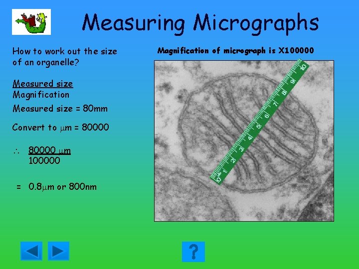 Measuring Micrographs How to work out the size of an organelle? Measured size Magnification