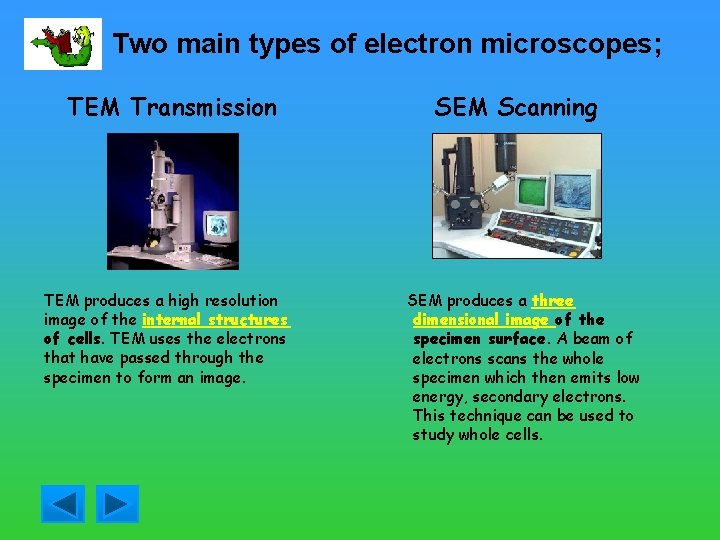 Two main types of electron microscopes; TEM Transmission TEM produces a high resolution image