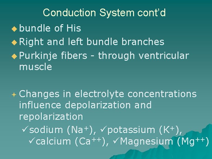 Conduction System cont’d u bundle of His u Right and left bundle branches u