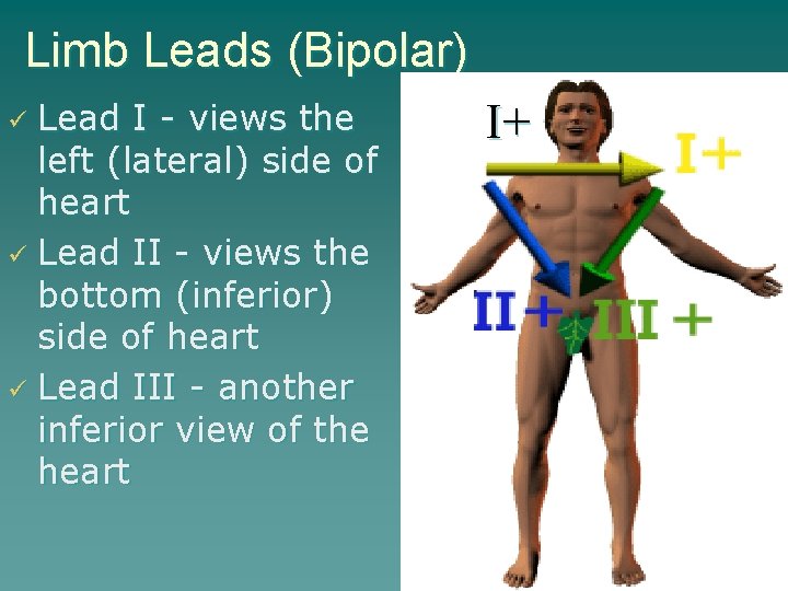 Limb Leads (Bipolar) Lead I - views the left (lateral) side of heart Lead