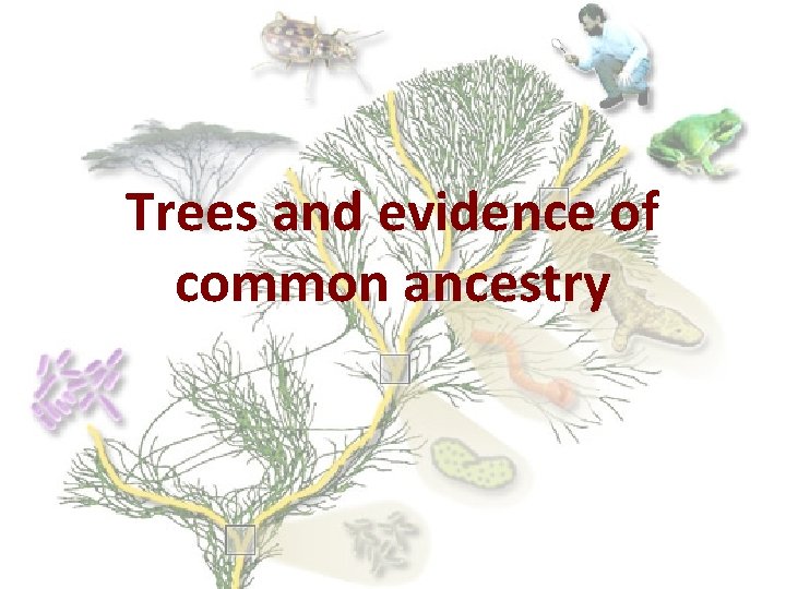 Trees and evidence of common ancestry The elements