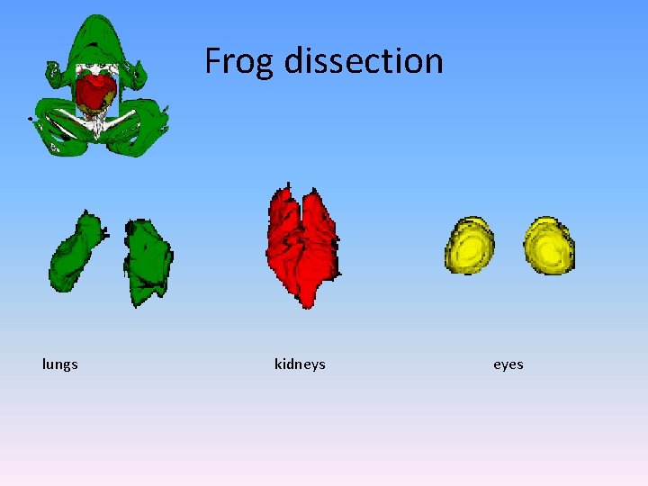 Frog dissection lungs kidneys eyes 