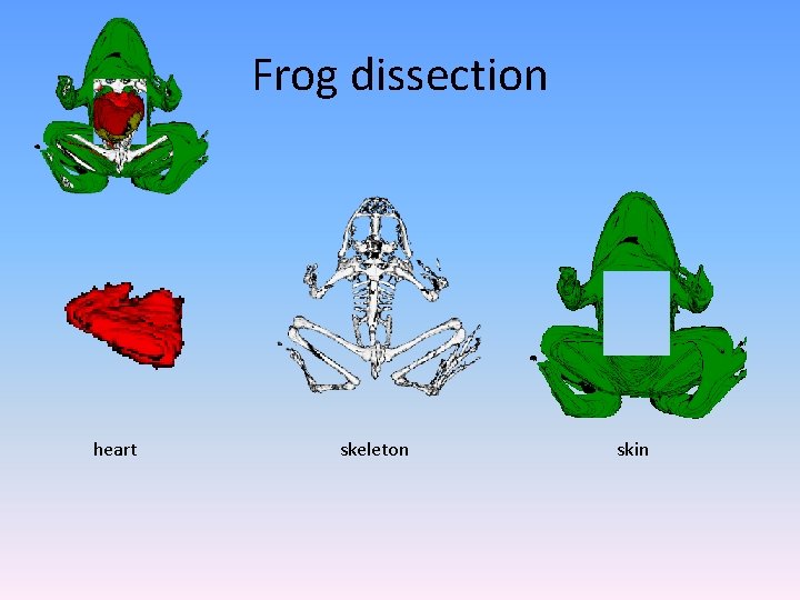 Frog dissection heart skeleton skin 