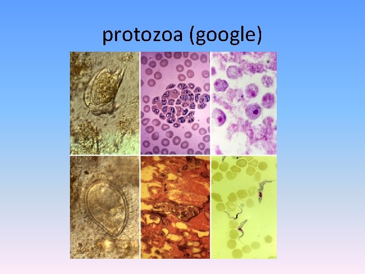 protozoa (google) 