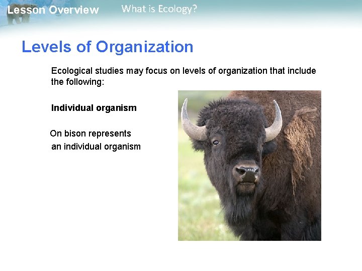 Lesson Overview What is Ecology? Levels of Organization Ecological studies may focus on levels