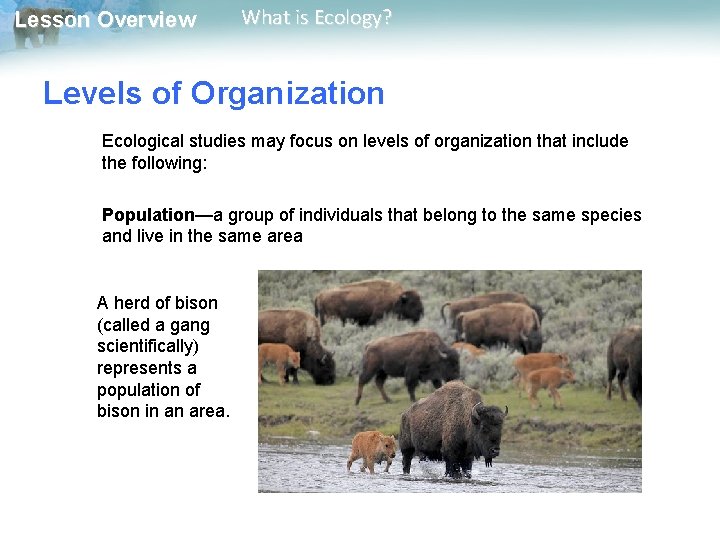 Lesson Overview What is Ecology? Levels of Organization Ecological studies may focus on levels