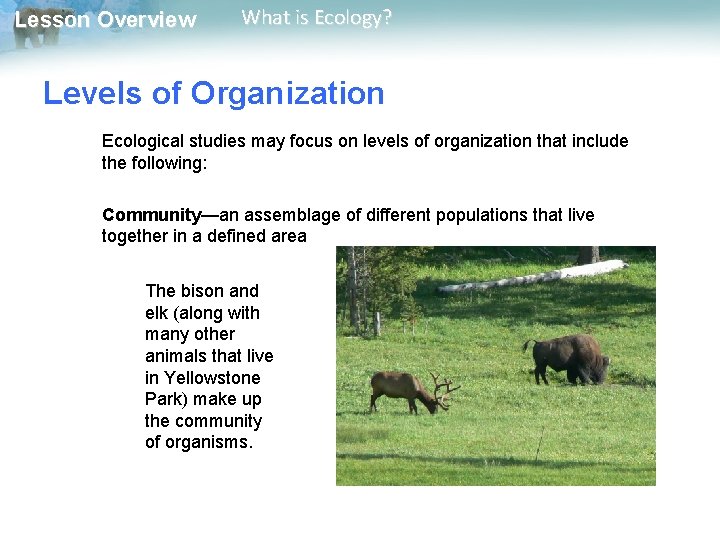 Lesson Overview What is Ecology? Levels of Organization Ecological studies may focus on levels