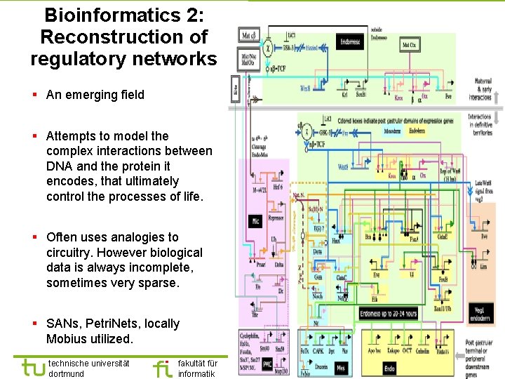 Bioinformatics 2: Reconstruction of regulatory networks § An emerging field § Attempts to model