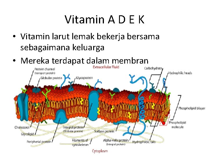 Vitamin A D E K • Vitamin larut lemak bekerja bersama sebagaimana keluarga •