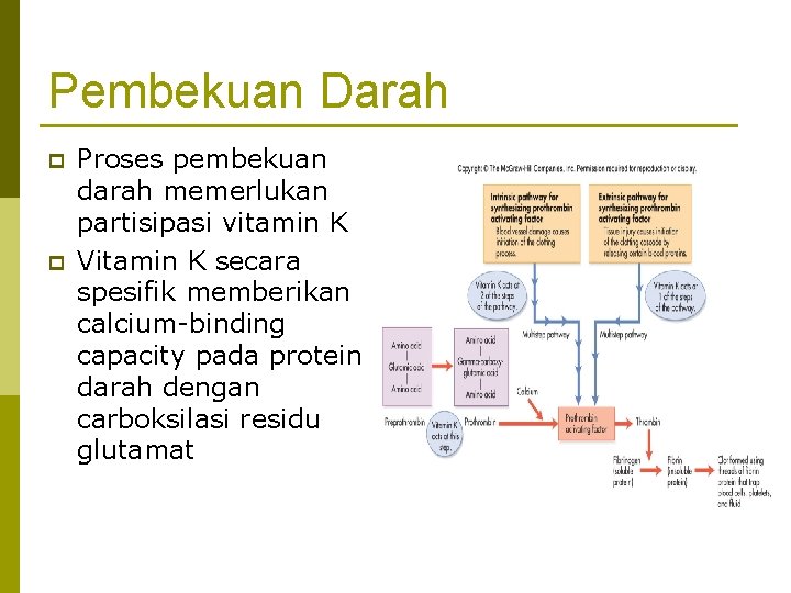 Pembekuan Darah p p Proses pembekuan darah memerlukan partisipasi vitamin K Vitamin K secara