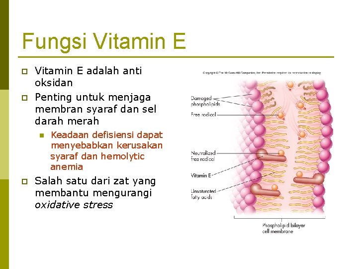 Fungsi Vitamin E p p Vitamin E adalah anti oksidan Penting untuk menjaga membran
